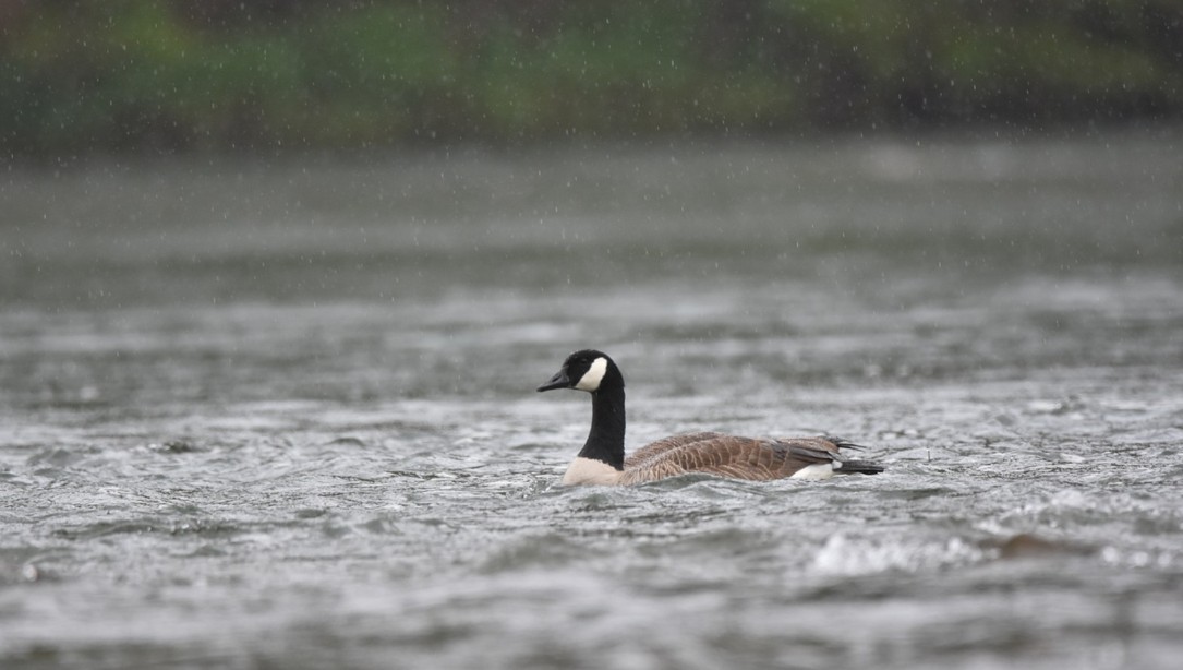 Des pluies soutenues attendues mardi !